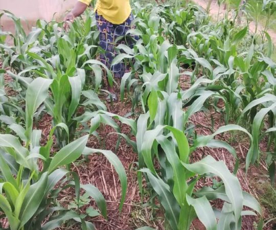 model farmer makumbe Mapirimira